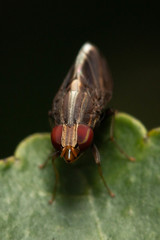 Cephaloconus cyprinus