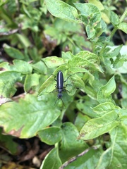 Epicauta cinerea-group