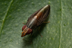 Cephaloconus tenebrosus