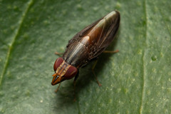 Cephaloconus tenebrosus