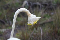 Espeletia congestiflora