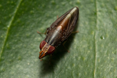 Cephaloconus tenebrosus