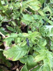 Epicauta cinerea-group