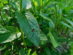 Leiobunum calcar