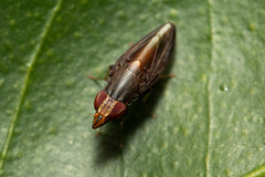 Cephaloconus tenebrosus