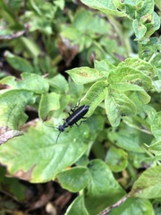 Epicauta cinerea-group