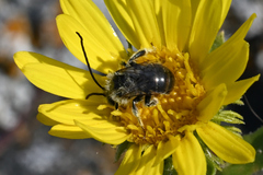 Melissodes microstictus