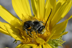 Melissodes microstictus