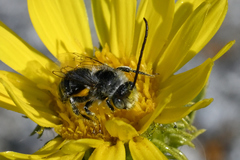 Melissodes microstictus