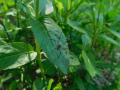 Leiobunum calcar