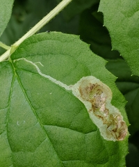 Liriomyza philadelphivora