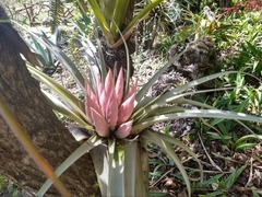 Tillandsia carlsoniae