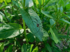 Leiobunum calcar
