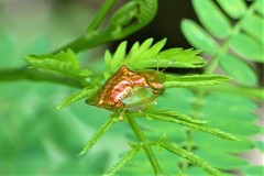 Aspidimorpha sanctaecrucis