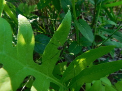 Leiobunum calcar
