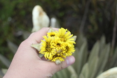 Espeletia congestiflora