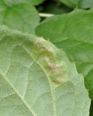 Liriomyza philadelphivora