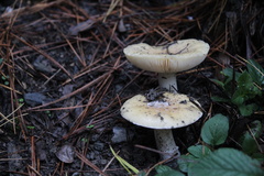 Amanita toxica