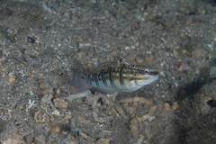 Amblygobius phalaena