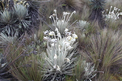 Espeletia congestiflora