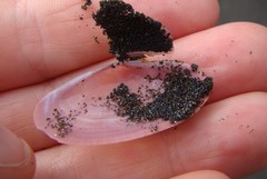 Gari lineolata