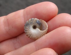 Coelotrochus tiaratus