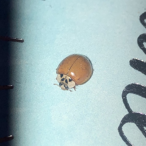 photo of Asian Lady Beetle (Harmonia axyridis)