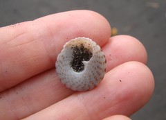 Coelotrochus tiaratus