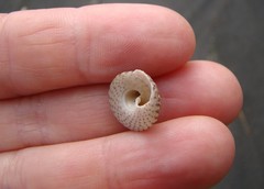 Coelotrochus tiaratus