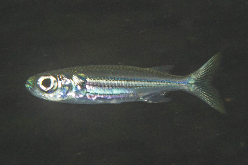 Eendracht Land Silverside