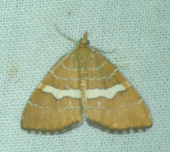 Chrysolarentia leucozona