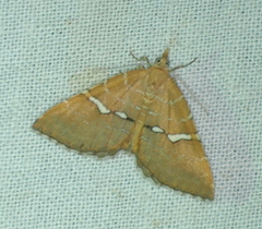 Chrysolarentia leucozona