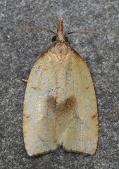 Sparganothis xanthoides