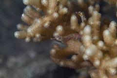 Corythoichthys conspicillatus