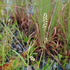 Persicaria setacea