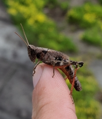 Chloealtis conspersa