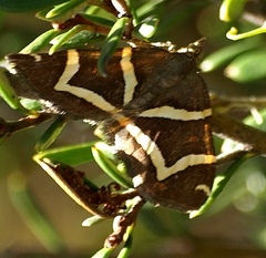 Chrysolarentia oxygona