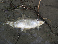Coregonus clupeaformis