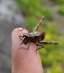 Chloealtis conspersa