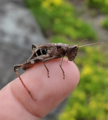 Chloealtis conspersa