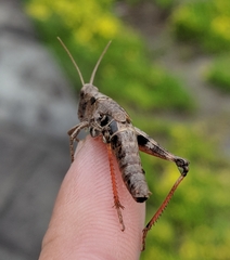 Chloealtis conspersa