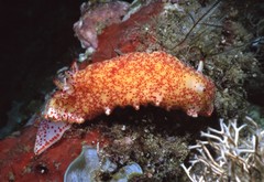 Felimida baumanni