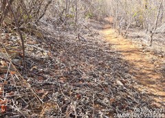 Selaginella convoluta