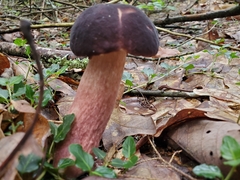 Boletus separans