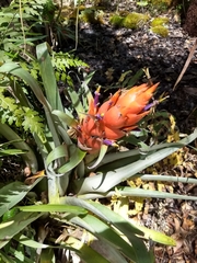 Tillandsia ponderosa