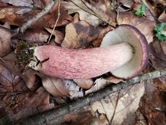 Boletus separans