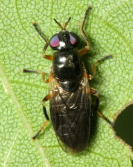 Allognosta fuscitarsis