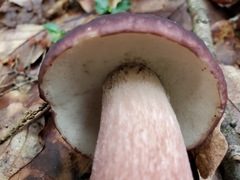 Boletus separans