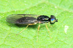 Sargus decorus