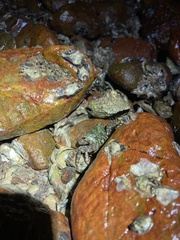 Metopograpsus frontalis